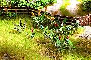 Noch 14056 HO Scale Field & Wildflowers - Laser-Cut Minis(R) -- Makes 17 Plants