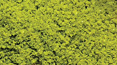 Scenic Express 6112 All Scale SuperLeaf Scale Model Leaf Flake - Shaker - 16oz 454g -- Light Green